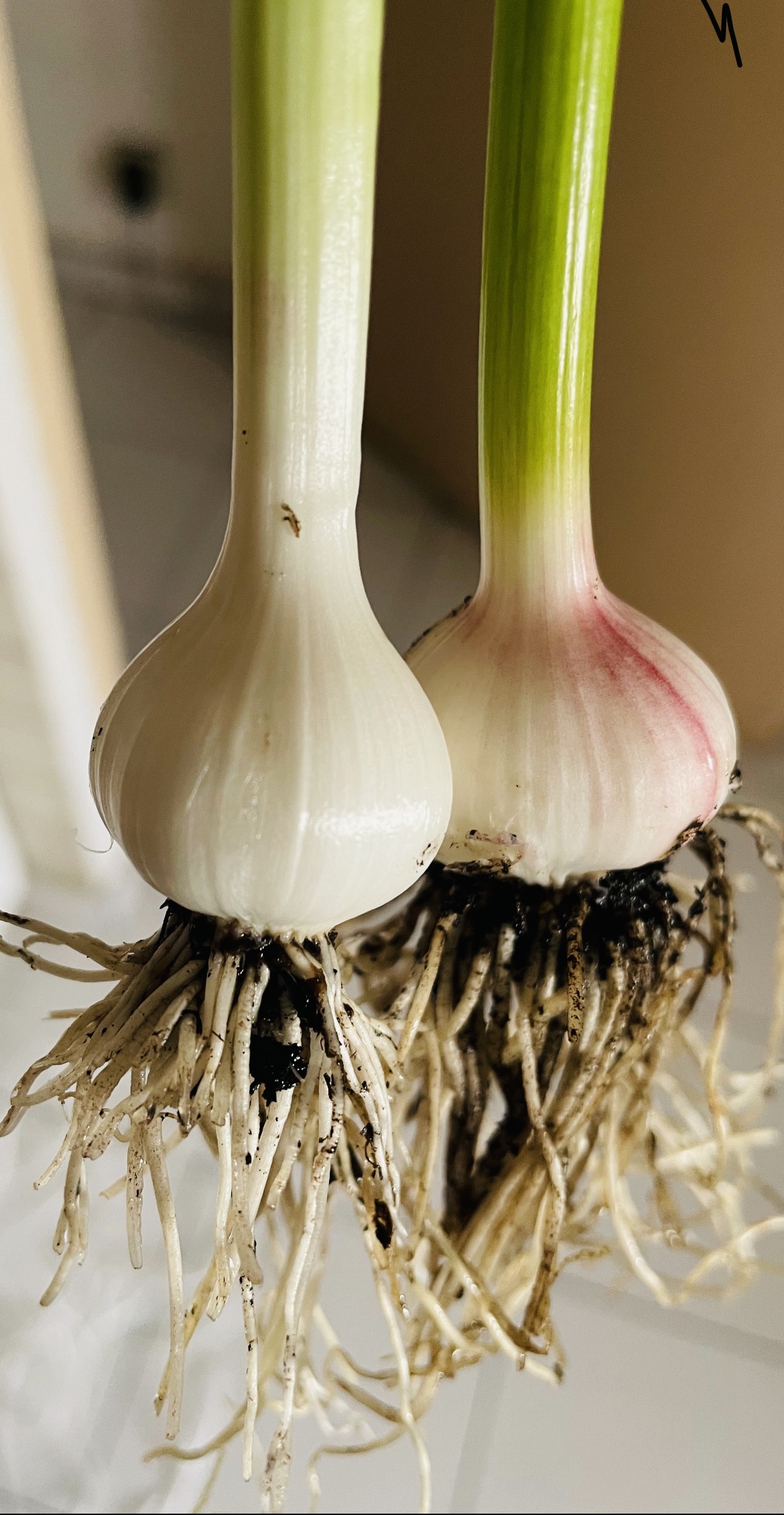 Plantation au potager
