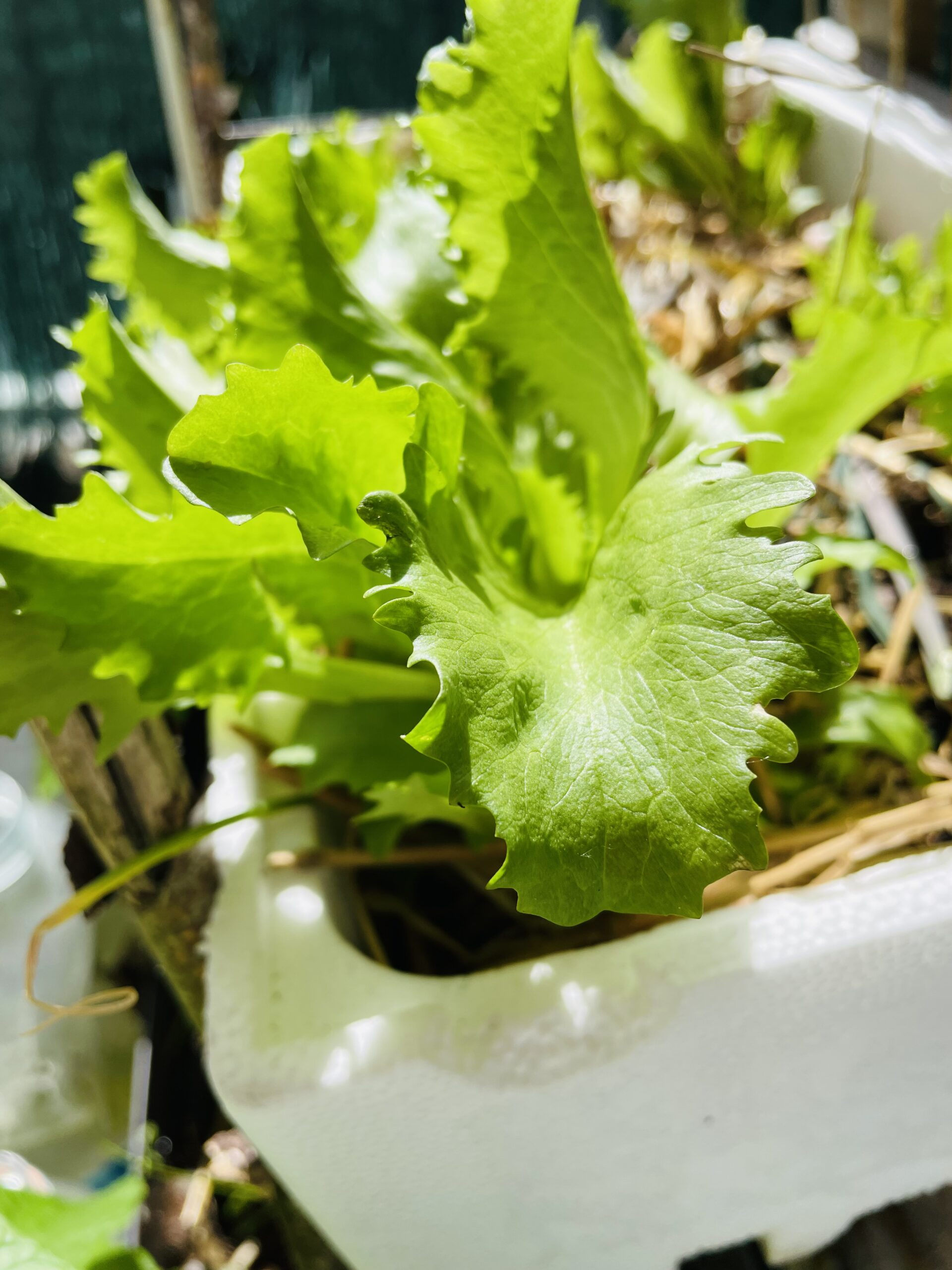 Culture de légumes en pleine croissance