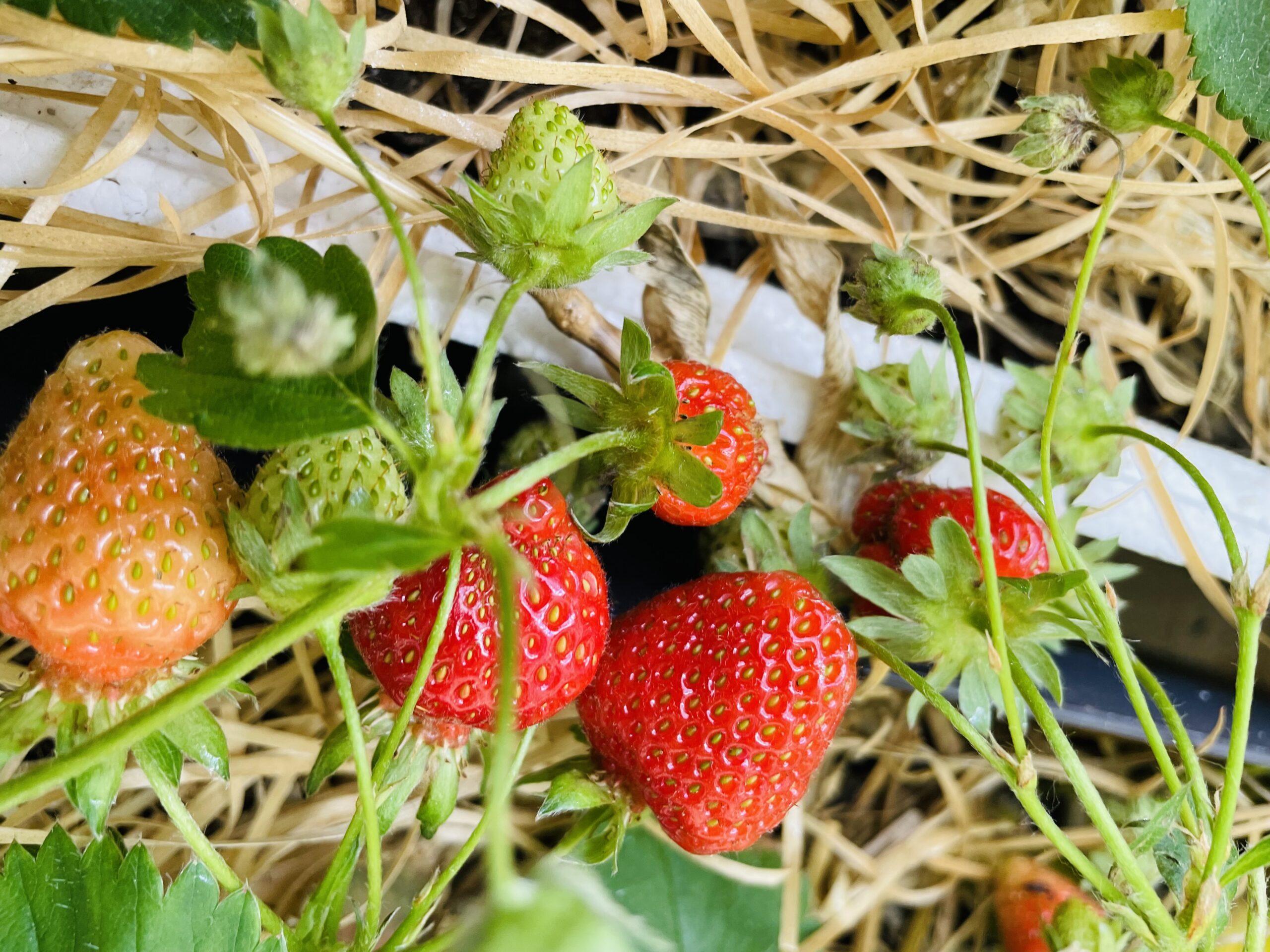 techniques de jardinage pour débutants