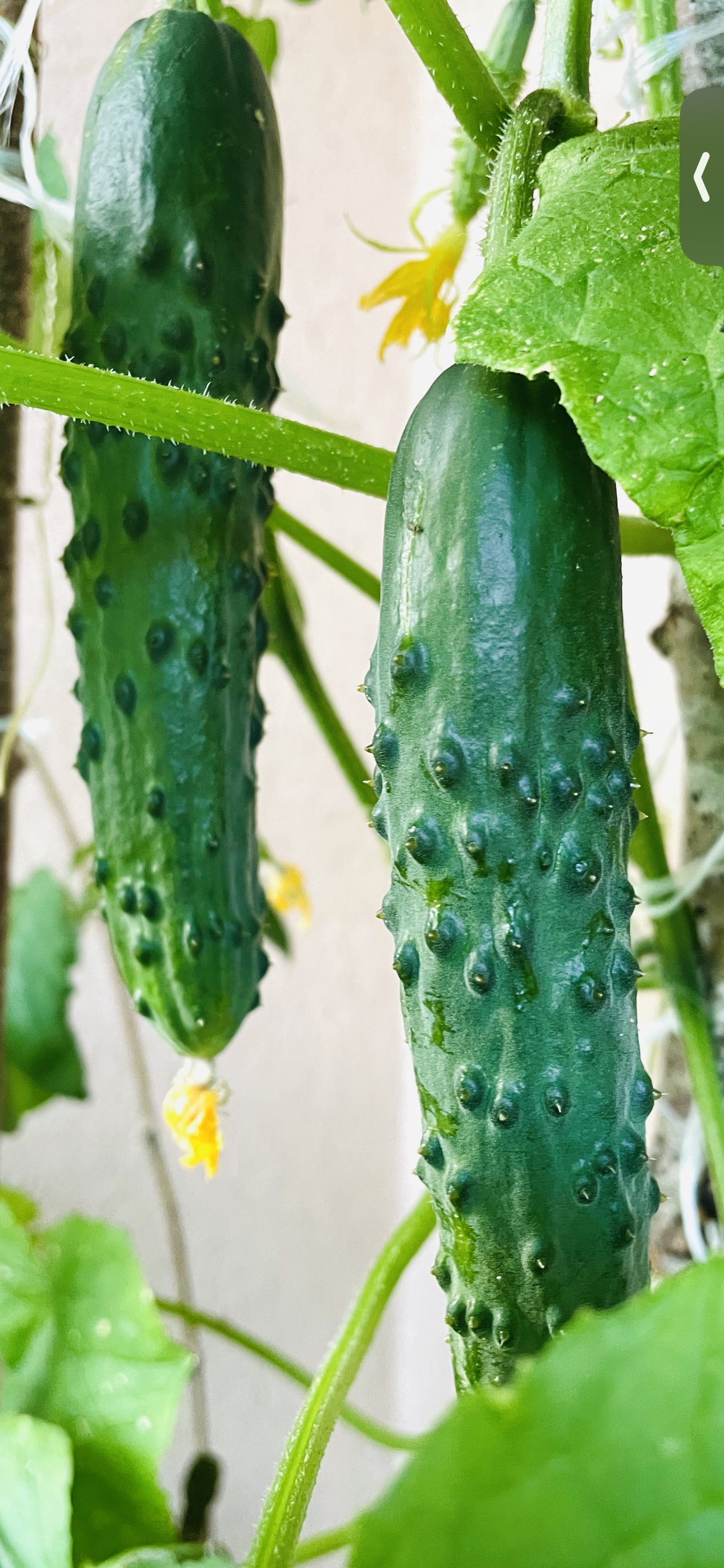 Légumes fraîchement récoltés