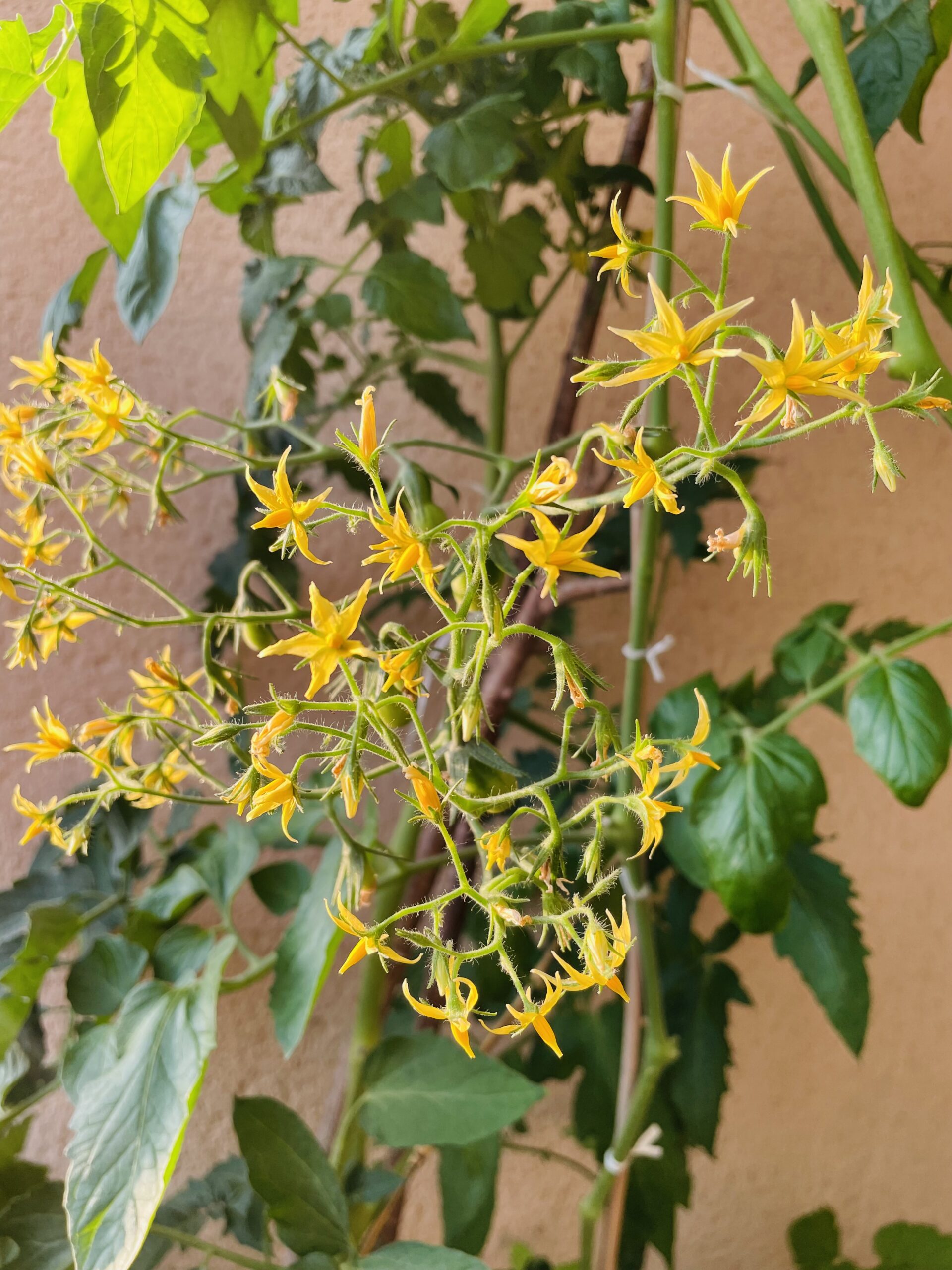 Fleurs de tomates cerises au potager sur balcon
