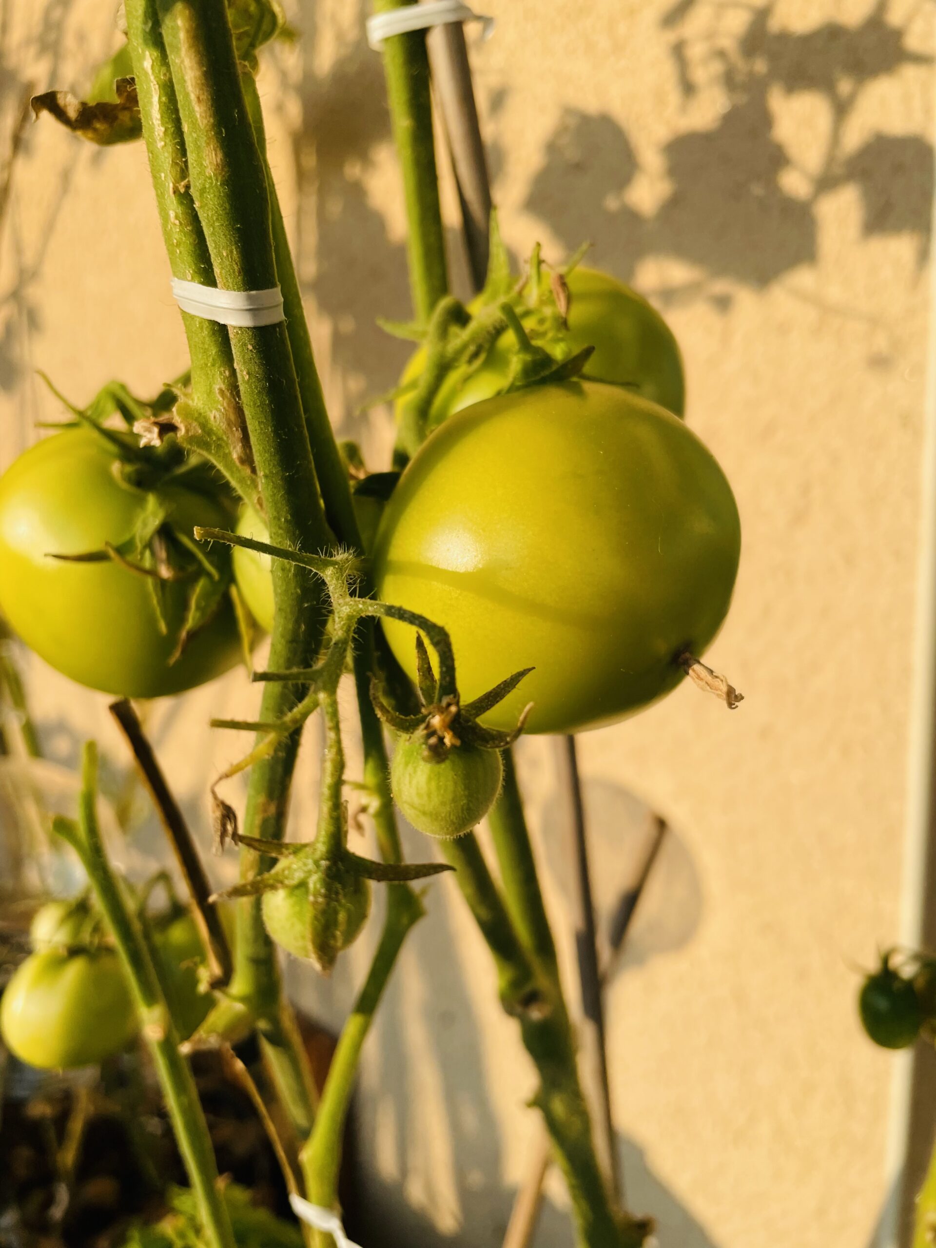 Plant de tomates en fleurs