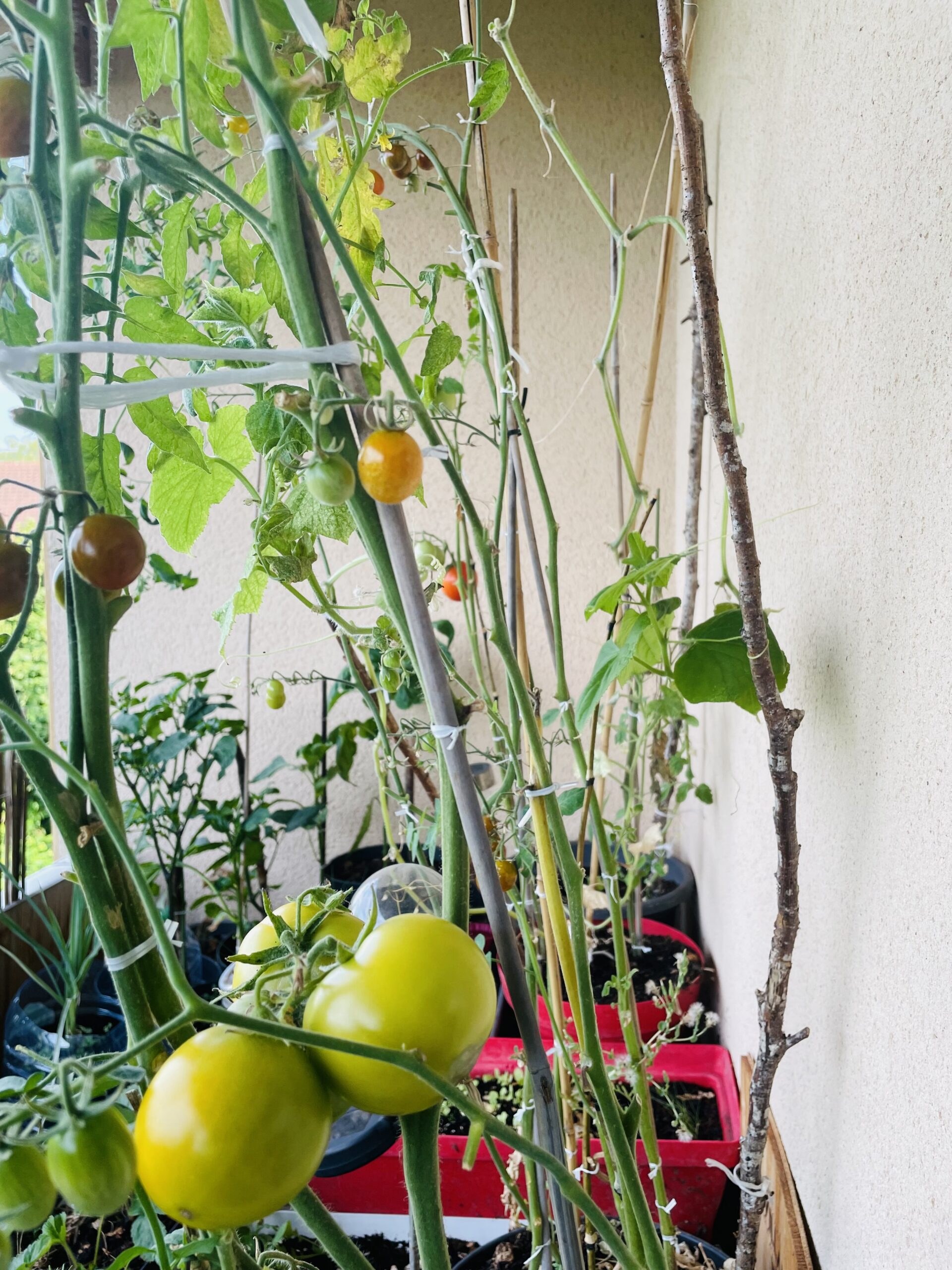 Ail et échalotes fraîchement récoltés