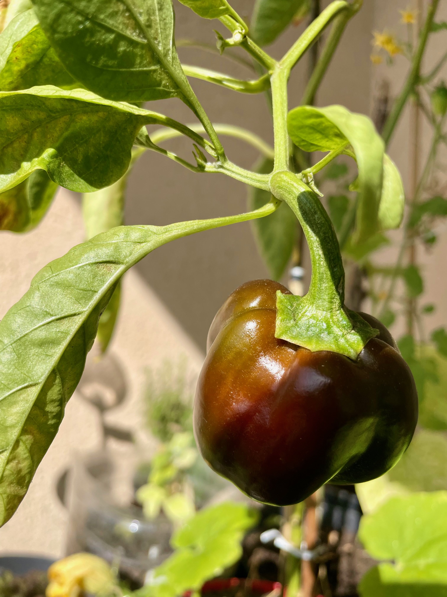 jardinage potager maison en automne