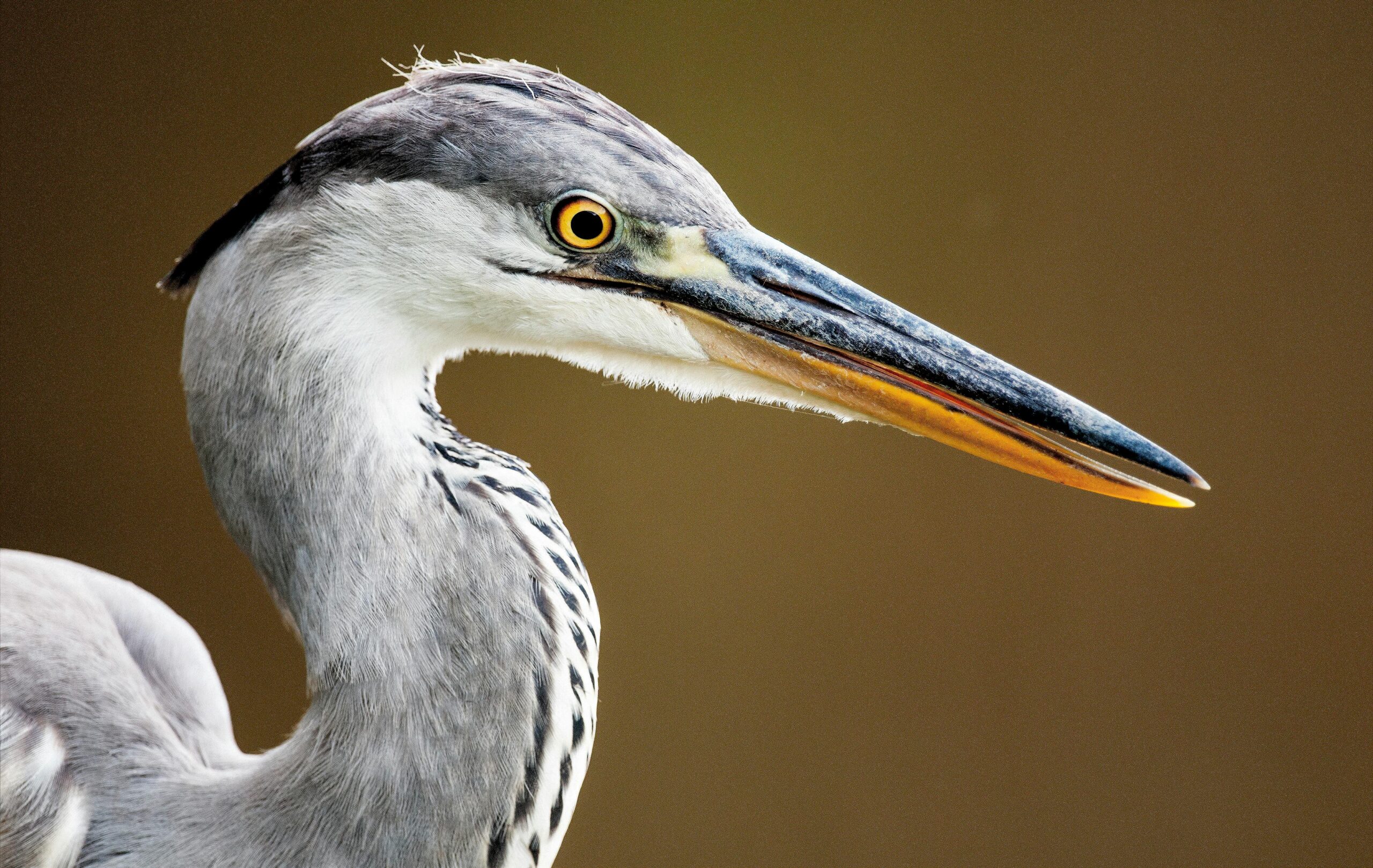 pexels-frans-van-heerden-201846-624061
